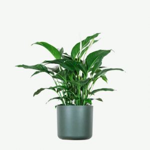 Calathea Rufibarba