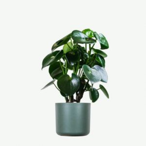 Golden Pothos Pole