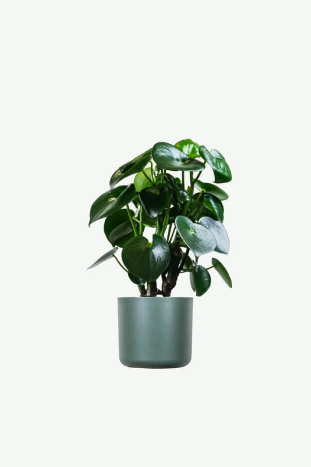Golden Pothos Pole