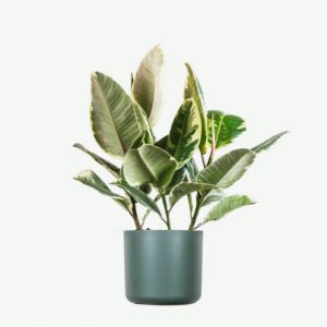 Euphorbia Ingens