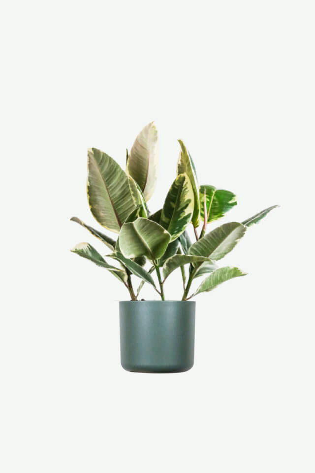 Euphorbia Ingens